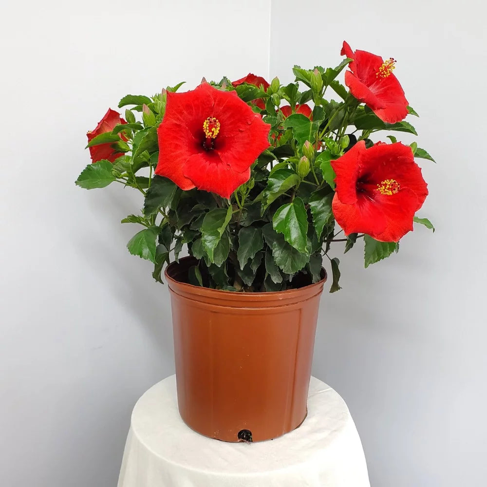 22" to 26" Red Hibiscus Bush Plant in Growers Pot I89146