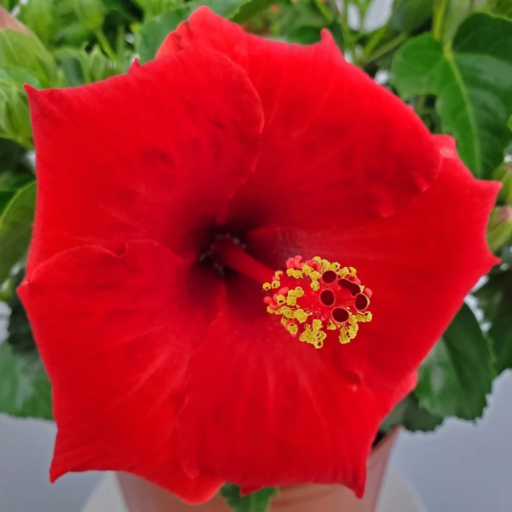 22" to 26" Red Hibiscus Bush Plant in Growers Pot I89146