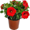 22" to 26" Red Hibiscus Bush Plant in Growers Pot I89146