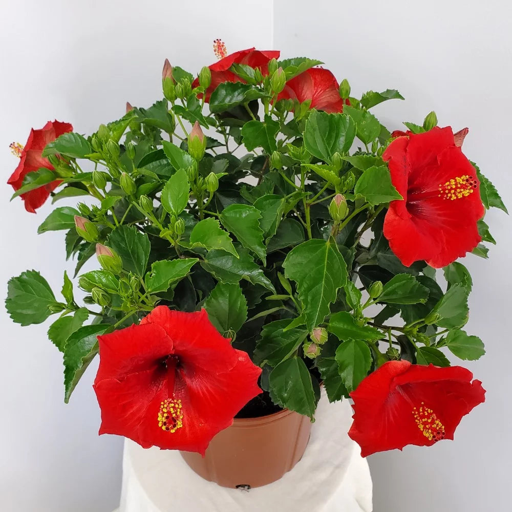 22" to 26" Red Hibiscus Bush Plant in Growers Pot I89146