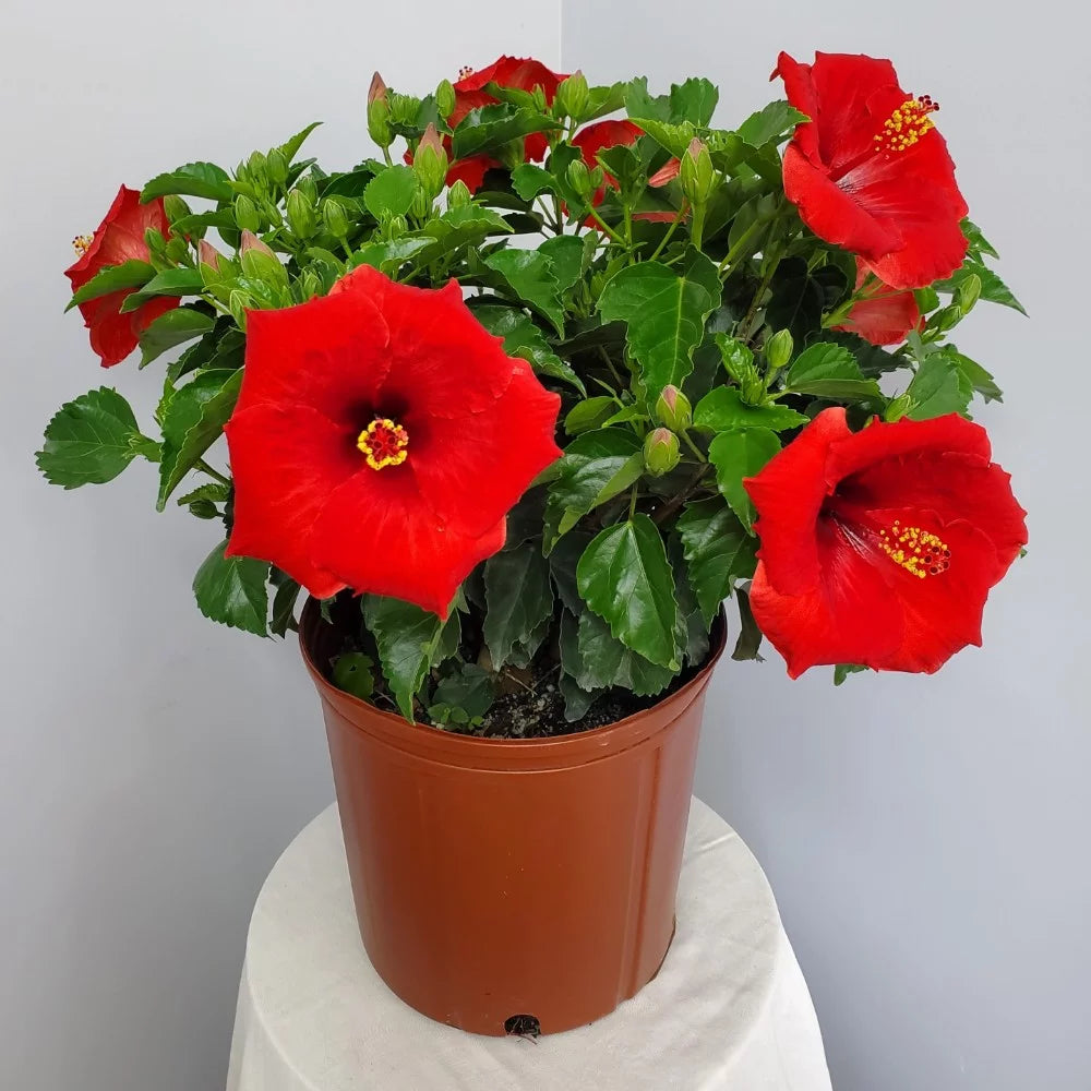 22" to 26" Red Hibiscus Bush Plant in Growers Pot I89146